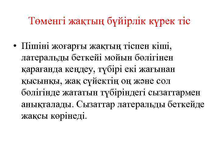 Төменгі жақтың бүйірлік күрек тіс • Пішіні жоғарғы жақтың тіспен кіші, латеральды беткейі мойын