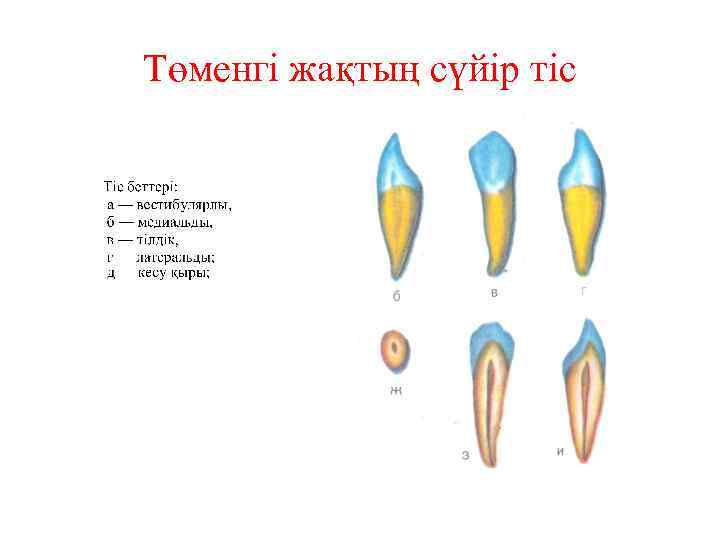 Төменгі жақтың сүйір тіс 