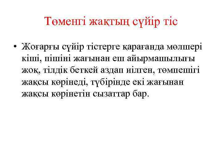 Төменгі жақтың сүйір тіс • Жоғарғы сүйір тістерге қарағанда мөлшері кіші, пішіні жағынан еш