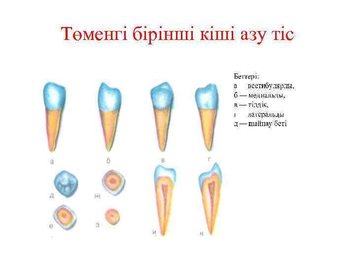 Төменгі бірінші кіші азу тіс 