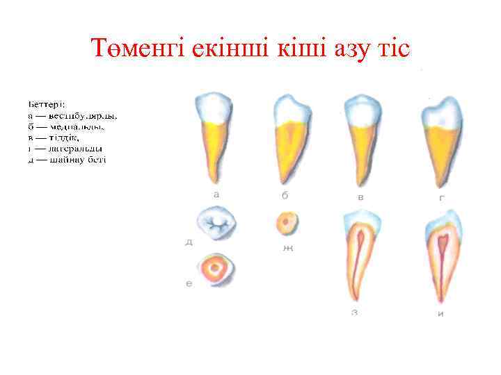 Төменгі екінші кіші азу тіс 