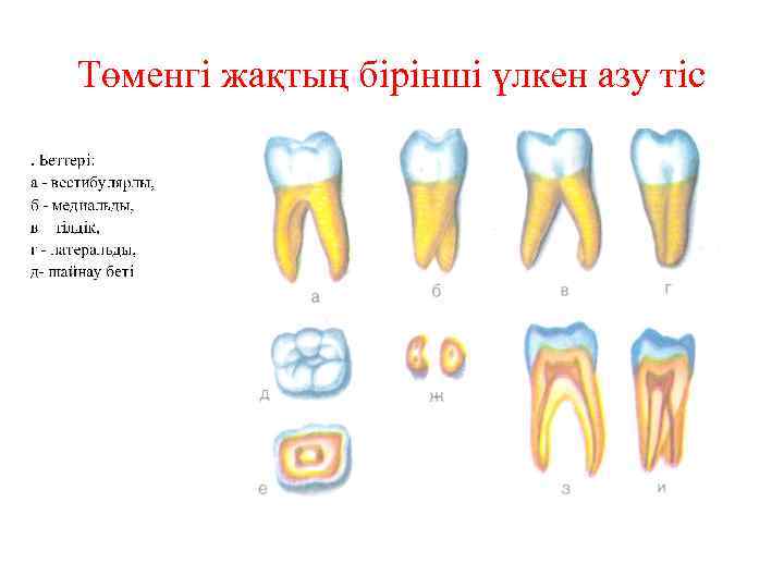 Төменгі жақтың бірінші үлкен азу тіс 