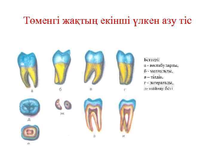 Төменгі жақтың екінші үлкен азу тіс 