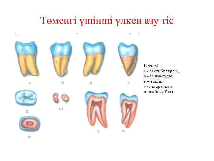 Төменгі үшінші үлкен азу тіс 