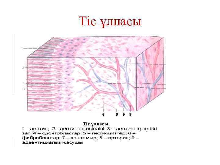 Тіс ұлпасы 