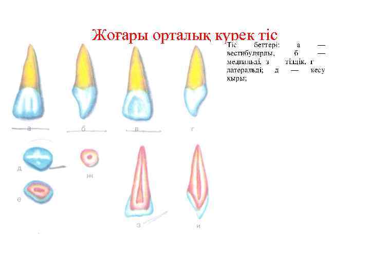 Жоғары орталық күрек тіс 