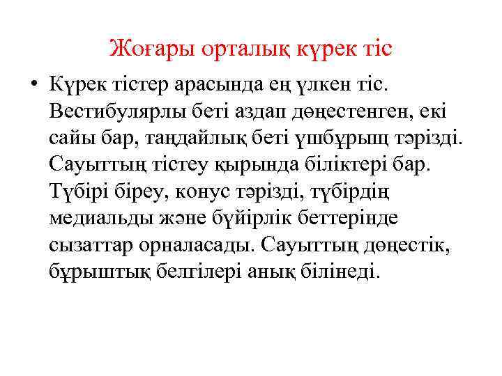 Жоғары орталық күрек тіс • Күрек тістер арасында ең үлкен тіс. Вестибулярлы беті аздап