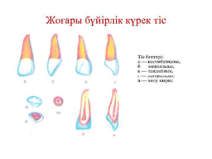 Жоғары бүйірлік күрек тіс 