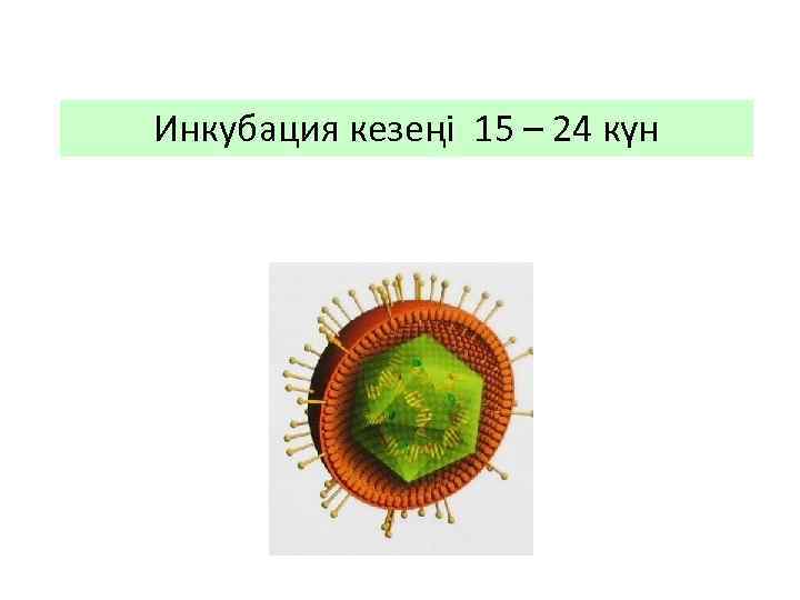Инкубация кезеңі 15 – 24 күн 