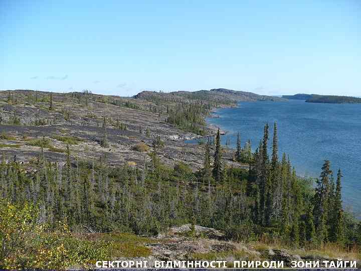 СЕКТОРНІ ВІДМІННОСТІ ПРИРОДИ ЗОНИ ТАЙГИ 