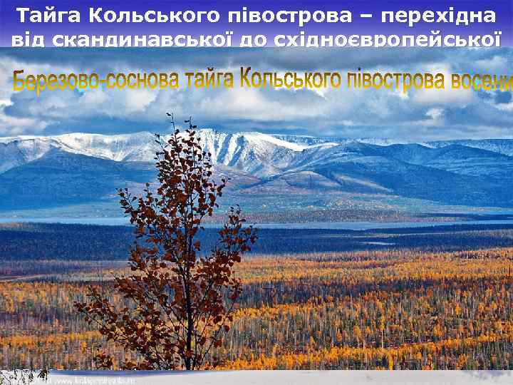 Тайга Кольського півострова – перехідна від скандинавської до східноєвропейської 