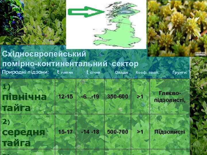 Східноєвропейський помірно-континентальний сектор Природні підзони: t липня t січня Опади 12 -15 -6. .