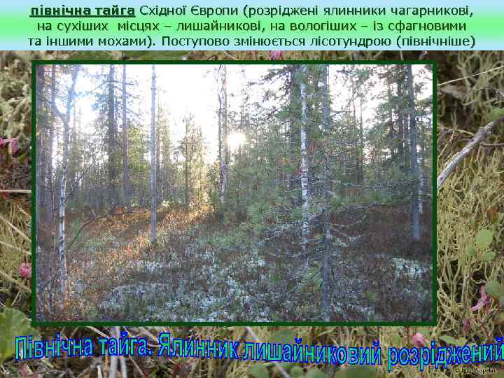 північна тайга Східної Європи (розріджені ялинники чагарникові, на сухіших місцях – лишайникові, на вологіших