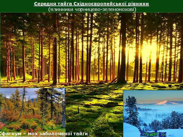Середня тайга Східноєвропейської рівнини (ялинники чорницево-зеленомохові) Сфагнум – мох заболоченої тайги 