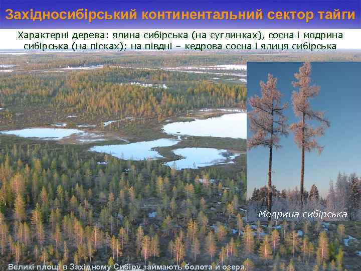 Західносибірський континентальний сектор тайги Характерні дерева: ялина сибірська (на суглинках), сосна і модрина сибірська