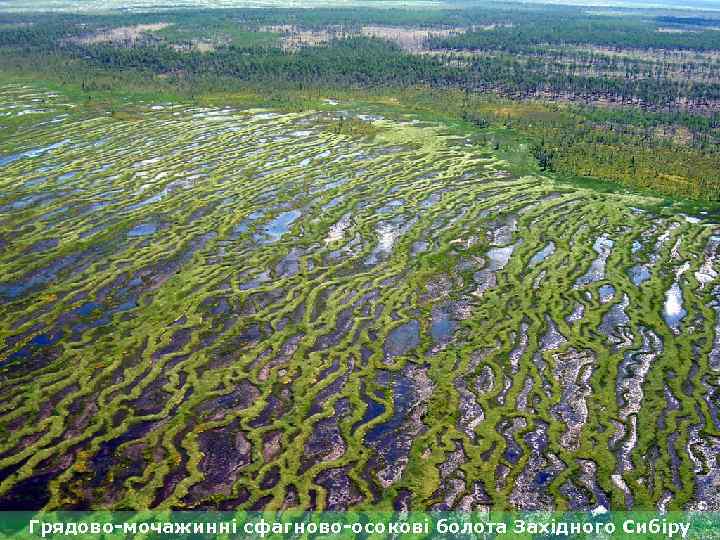 Грядово-мочажинні сфагново-осокові болота Західного Сибіру 