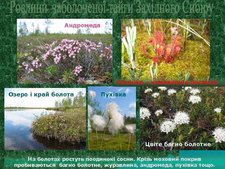 Андромеда Росичка – комахоїдна рослина Озеро і край болота Пухівка Цвіте багно болотне На