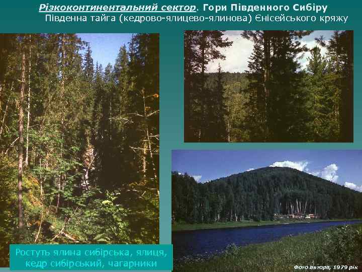Різкоконтинентальний сектор. Гори Південного Сибіру Південна тайга (кедрово-ялицево-ялинова) Єнісейського кряжу Ростуть ялина сибірська, ялиця,