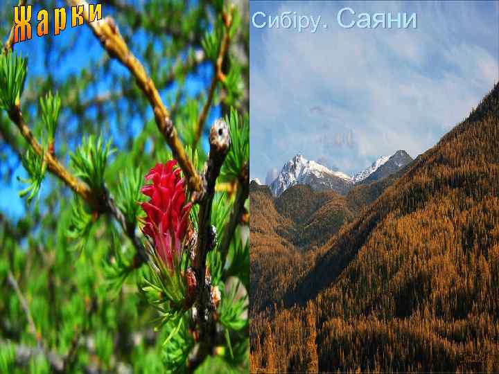 Гори Південного Сибіру. Саяни 