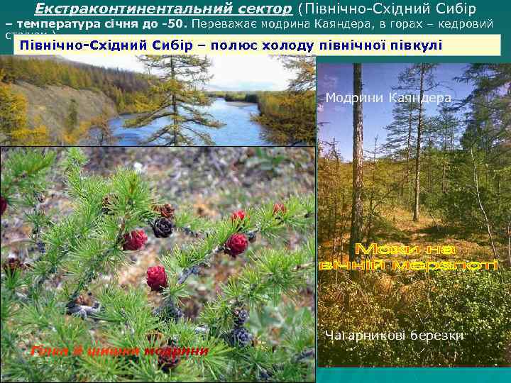 Екстраконтинентальний сектор (Північно-Східний Сибір – температура січня до -50. Переважає модрина Каяндера, в горах