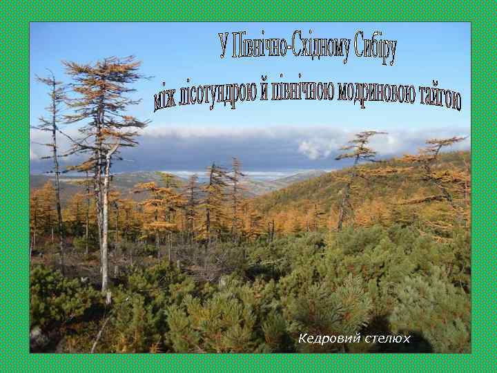 Кедровий стелюх 