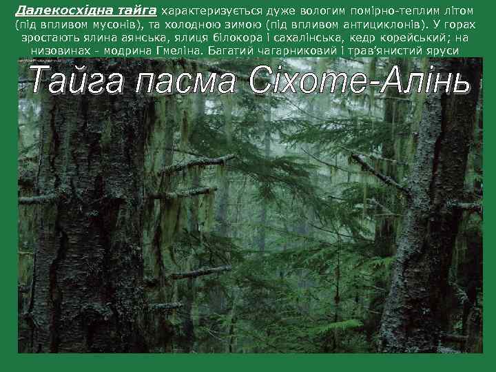 Далекосхідна тайга характеризується дуже вологим помірно-теплим літом тайга (під впливом мусонів), та холодною зимою