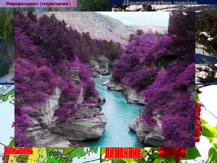 Рододендрон (маральник) Тигр уссурійський 