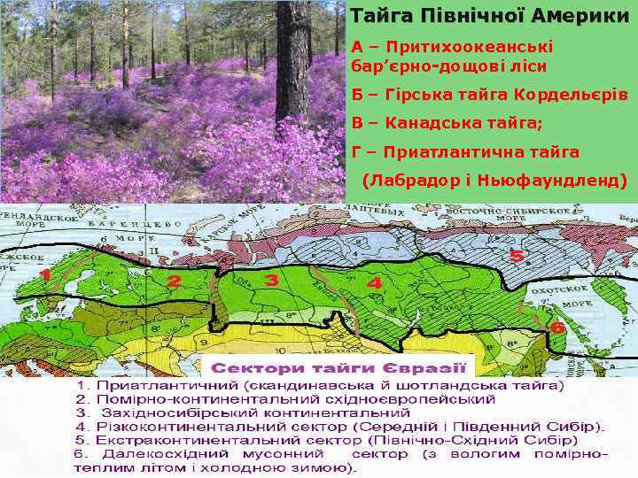 Тайга Північної Америки А – Притихоокеанські бар’єрно-дощові ліси Б – Гірська тайга Кордельєрів В