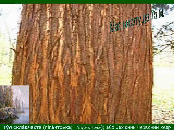 Ту я скла дчаста (гіга нтська; Thuja plicata); або Західний червоний кедр часта 