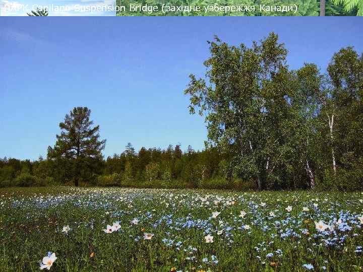 ПАРК Capilano Suspension Bridge (західне узбережжя Канади) 
