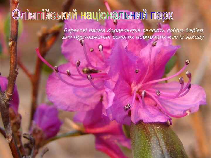 Берегові пасма Кордельєрів являють собою бар’єр для проходження вологих повітряних мас із заходу 