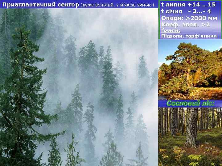 Приатлантичний сектор (дуже вологий, з м’якою зимою і t липня +14. . 15 прохолодним