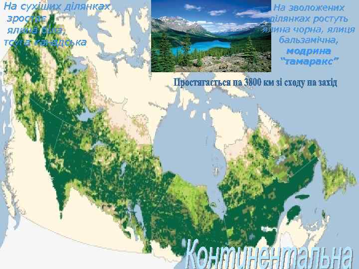 На сухіших ділянках зростає ялина біла, тсуга канадська На зволожених ділянках ростуть ялина чорна,
