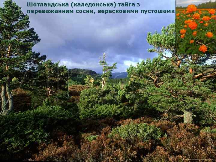 Шотландська (каледонська) тайга з переважанням сосни, вересковими пустошами 