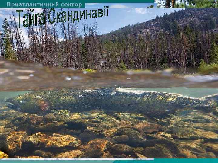 Приатлантичний сектор Ялинові, соснові, березові ліси Скандинавських гір 