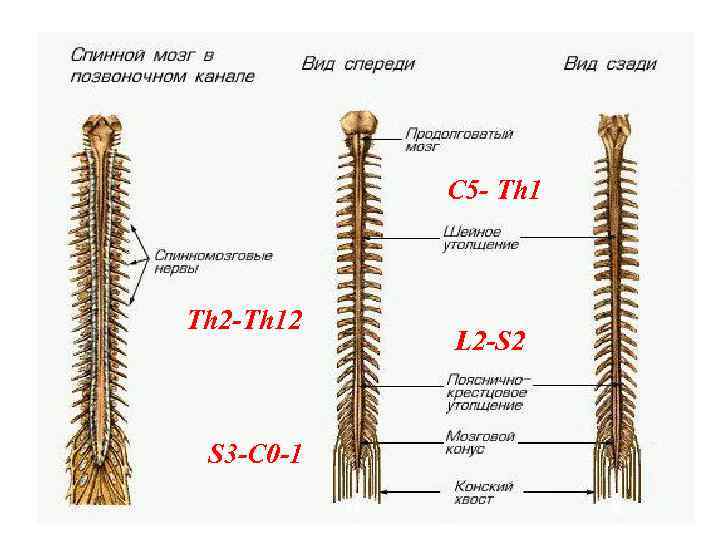 С 5 - Th 1 Th 2 -Th 12 S 3 -C 0 -1