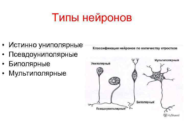 Псевдоуниполярный нейрон обозначен на рисунке буквой