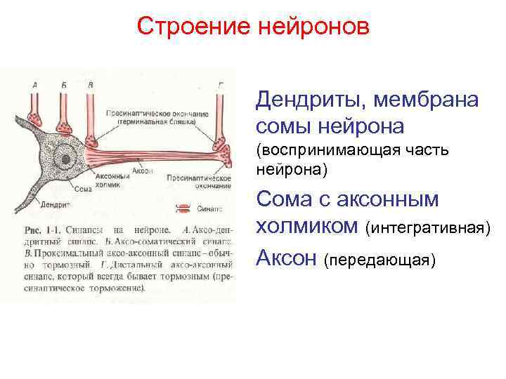 Строение нейронов Дендриты, мембрана сомы нейрона (воспринимающая часть нейрона) Сома с аксонным холмиком (интегративная)