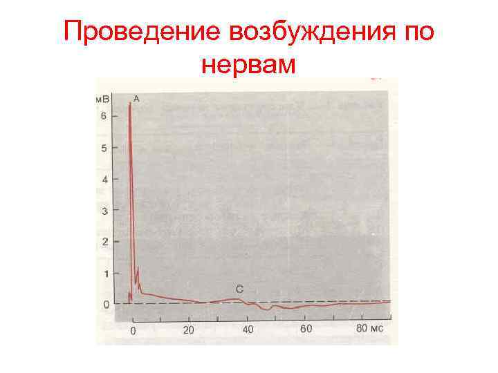 Проведение возбуждения по нервам 