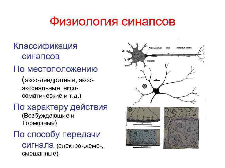 Физиология синапсов Классификация синапсов По местоположению (аксо-дендритные, аксональные, аксосоматические и т. д. ) По