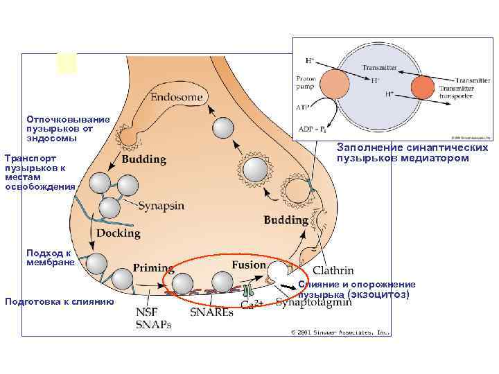 Отпочковывание пузырьков от эндосомы Транспорт пузырьков к местам освобождения Заполнение синаптических пузырьков медиатором Подход