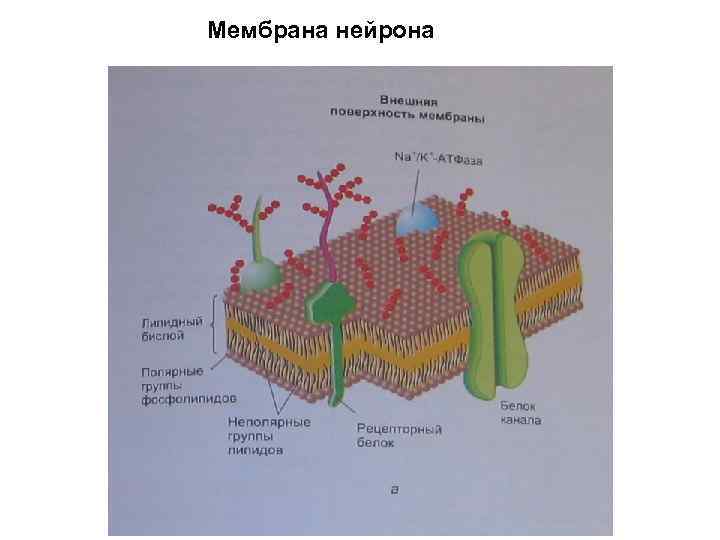 Мембрана нейрона 