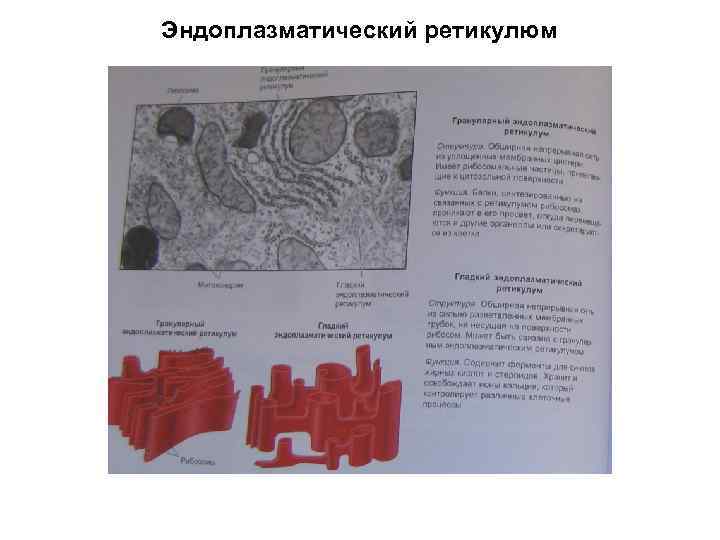 Эндоплазматический ретикулюм 