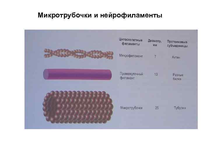 Микротрубочки и нейрофиламенты 