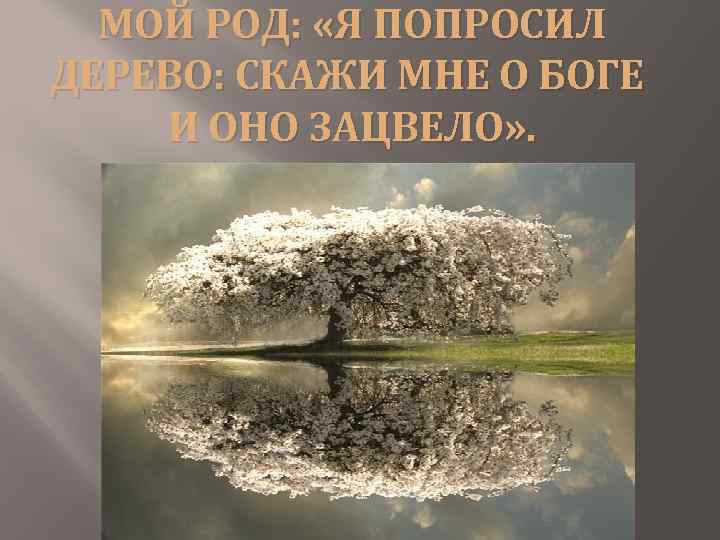 МОЙ РОД: «Я ПОПРОСИЛ ДЕРЕВО: СКАЖИ МНЕ О БОГЕ И ОНО ЗАЦВЕЛО» . 