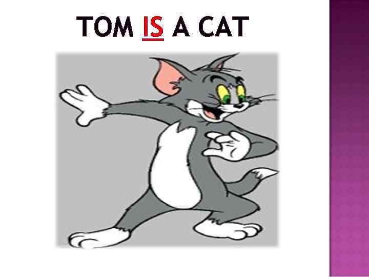 TOM IS A CAT 