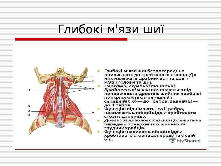 Глибокі м'язи шиї 