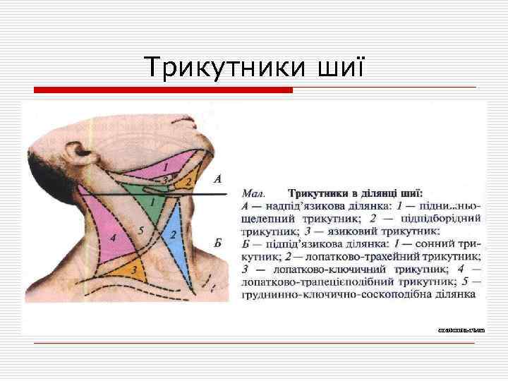 Трикутники шиї 