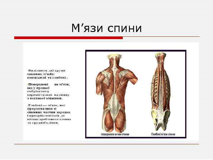 М’язи спини 