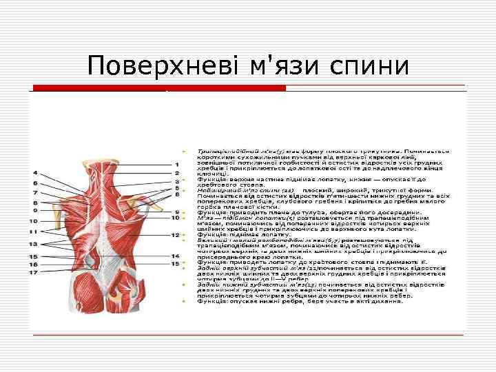 Поверхневі м'язи спини 